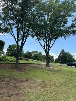 Cleared lawn area with two remaining large trees and fresh mulch beds after tree removal