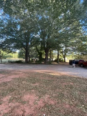 Cleared residential lot with wood chips after large tree removal and site cleanup