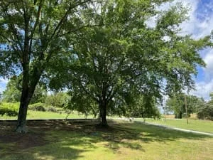 Mature trees with pruned canopies in open lawn area, dappled shade on grass