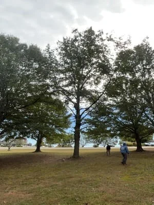 Large oak tree removal from open field with mature trees and cleared ground