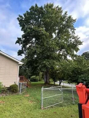 Mature oak tree with chain-link protective fencing around base in residential yard