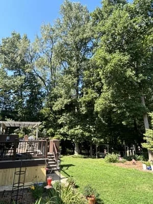 Mature trees in residential yard with manicured lawn and garden beds