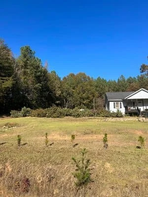 Cleared residential lot with removed stumps, mature trees in background, and newly planted saplings