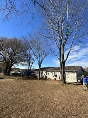 Cleared residential yard with tree stumps and bare ground after tree removal service