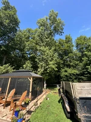 Large trees removed from residential yard with debris loaded in trailer