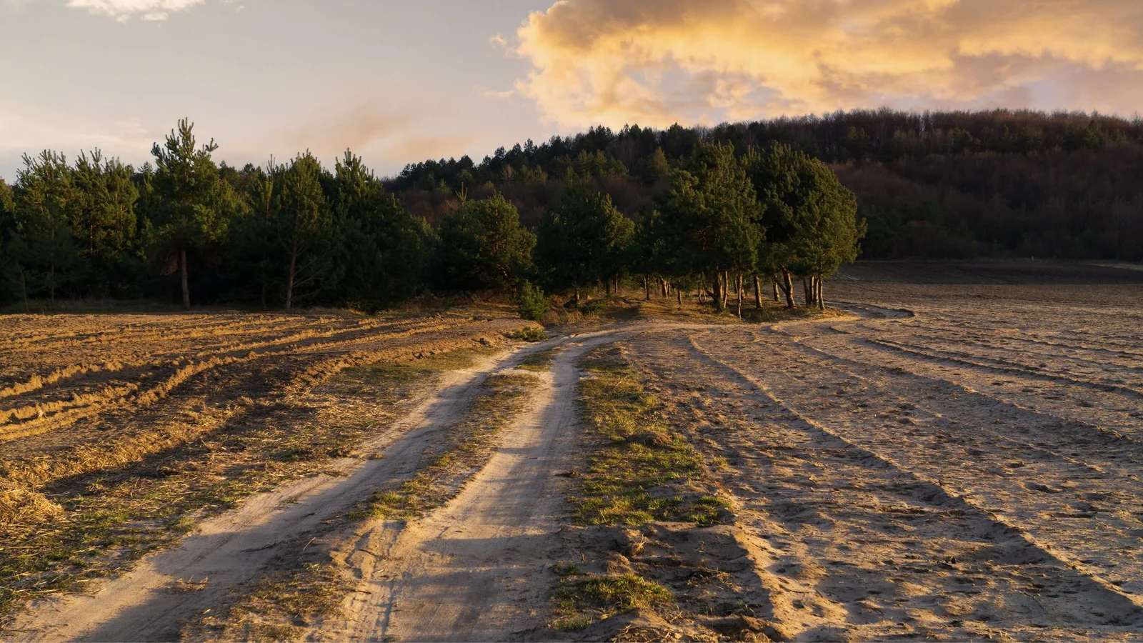 Cleared acreage with mature trees preserved along tree line, dirt access road, prepared soil