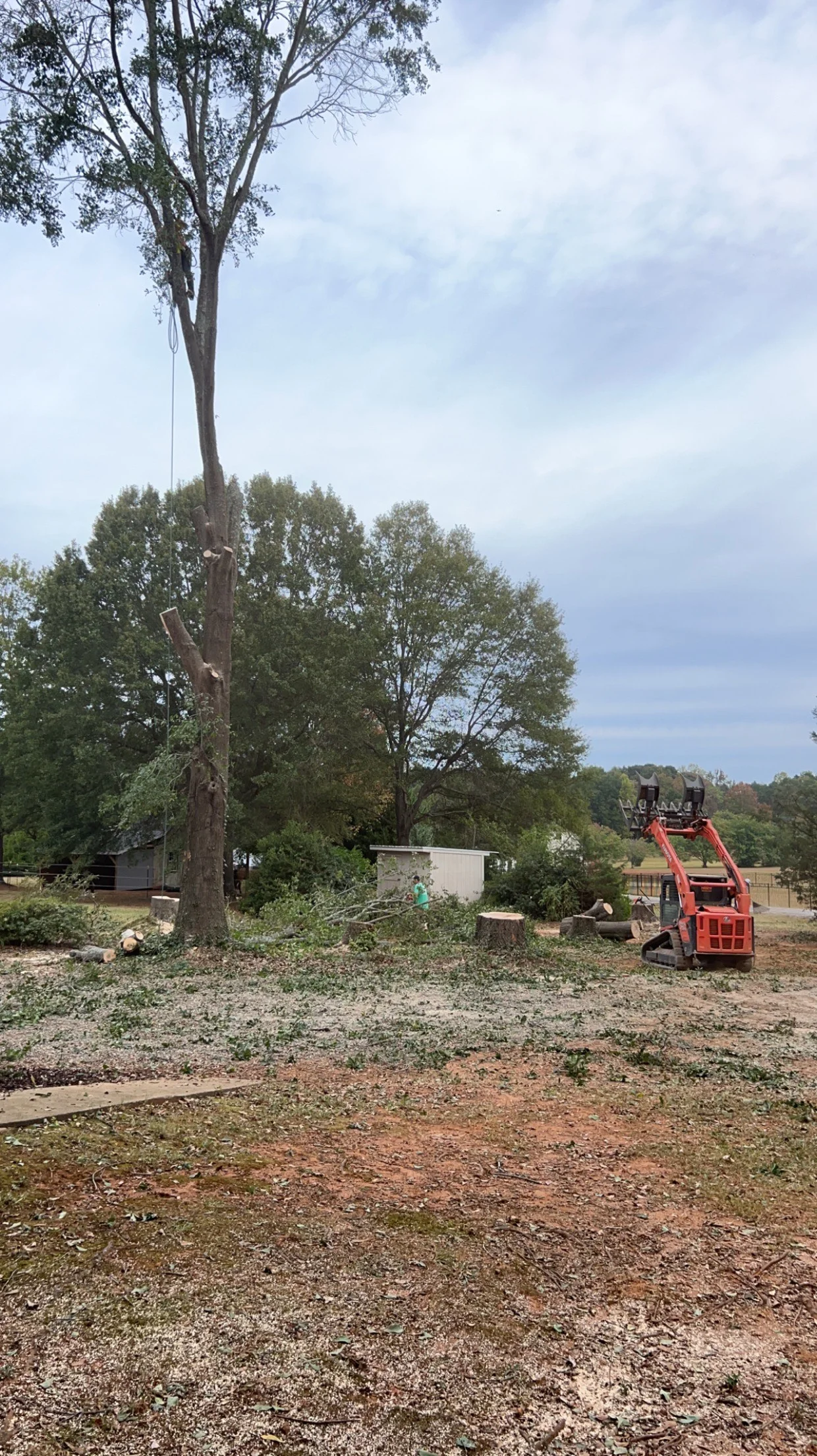 Tall tree removal in progress with red skid-steer loader and stump grinding equipment on cleared site