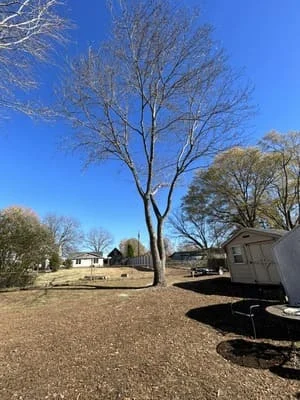 Large tree removal with cleared residential lot, bare ground, and removed tree debris