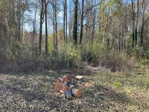 Stump grinding equipment removing large tree stump in wooded clearing