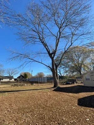 Large tree removal with cleared gravel base and stump area on residential property
