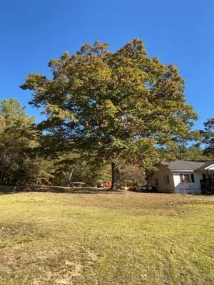 Mature oak tree with full canopy on residential property with cleared lawn and outbuilding