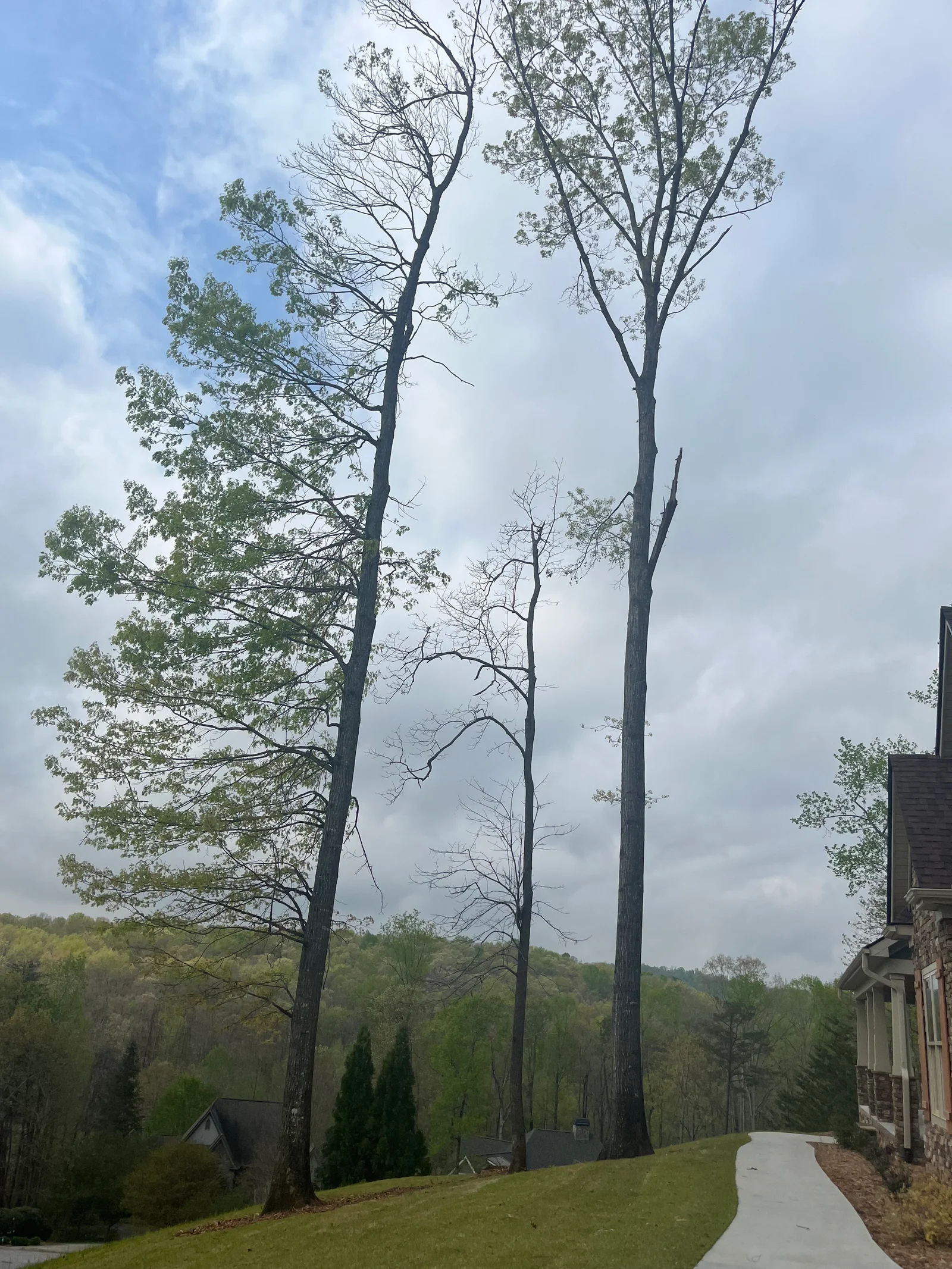 Tall trees with deadwood removed, healthy foliage retained, residential property with manicured lawn