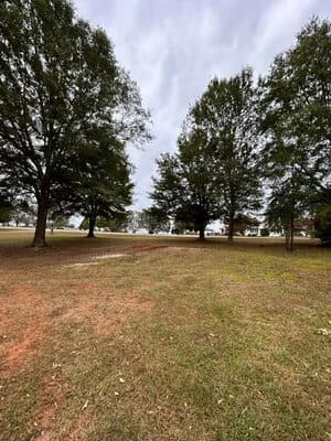 Open lawn with mature trees, grass recovery after tree service and pruning