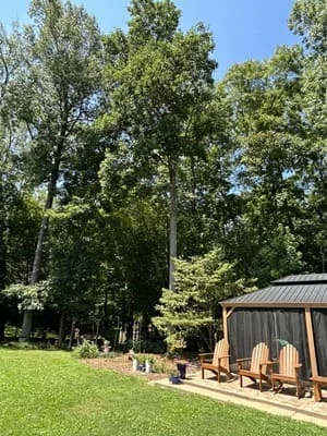 Cleared backyard with mature trees, manicured lawn, and covered patio structure