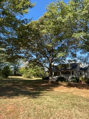 Mature oak tree on cleared residential lot with open lawn and selective tree preservation